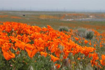 DSC_5702a.jpg