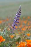 Wild flower/Lupine
