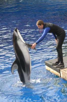 spinnaker's hand shake
