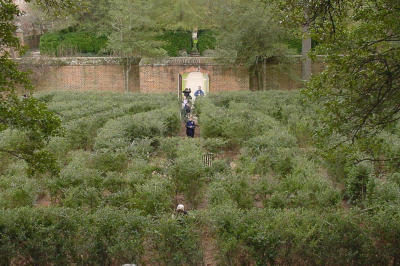 This traditional maze is fun for all.  It is more difficult to complete in the summer, when the hedges are more lush.