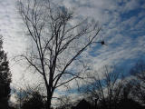 As I mentioned the weather was cold, and this was true in Williamsburg, also. I just couldn't resist stopping to take a photo of this bare tree with a bird's nest, though. It turned out to be one of my favorite photos.