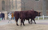 These oxen appeared out of nowhere.