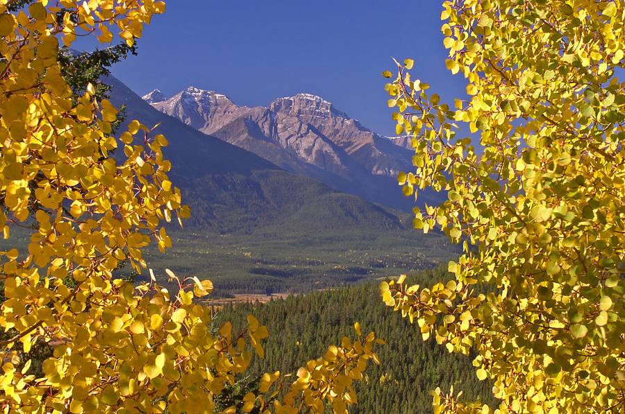 Fall aspen in Bow Valley