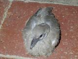 Cria de Rola-turca // Collared Dove (Streptopelia decaocto)