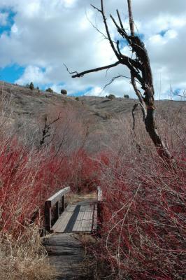 Cherry Springs DSC_3860.jpg