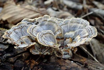 Turkey Tail 1