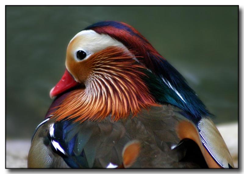 Mandarin Duck