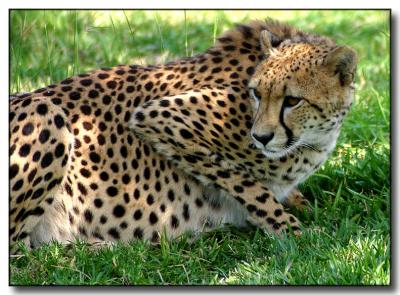 Wary Cheetah