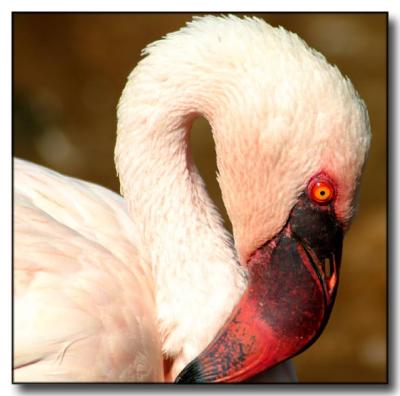 Flamingo at Sunset