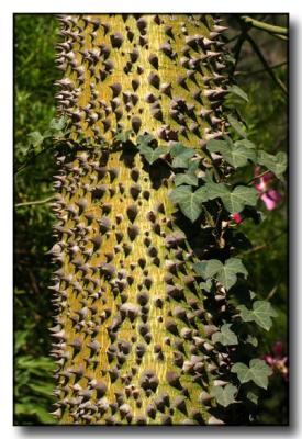 Prickly Trunk