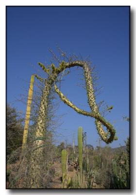 Curly Cactus