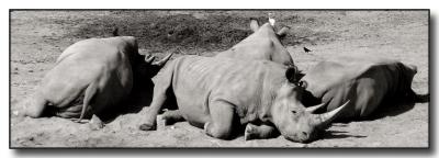 Lazy Rhinos