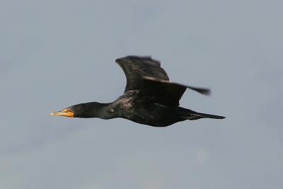 Double-crested Cormorant