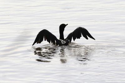 Cormorant