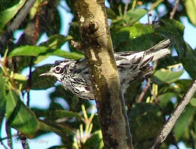 black and white warbler at mister