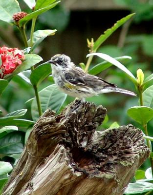 yellow-rumped warbler myrtle