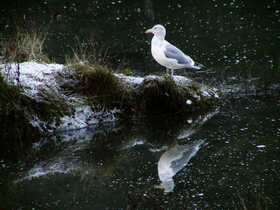 Frosty Morning.jpg