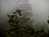 Eagles in the fog2.jpg