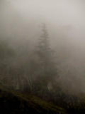 Foggy hillside 3.jpg