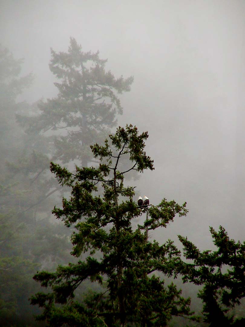 Eagles in the fog.jpg