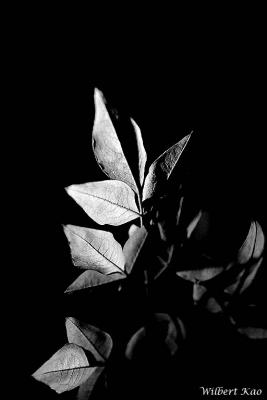 IMG_4262-BW.jpg