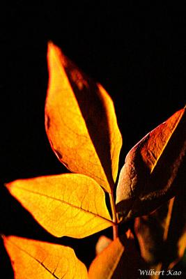 IMG_4262.jpg