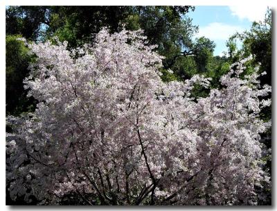 Flowering Cherry