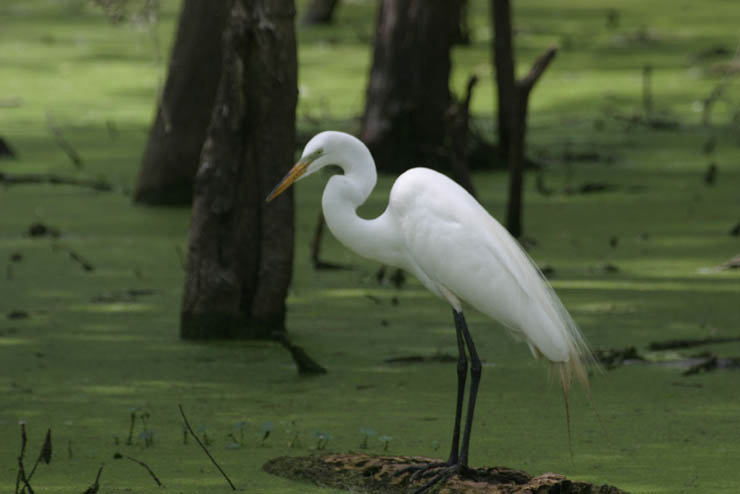 egret in swamp.jpg
