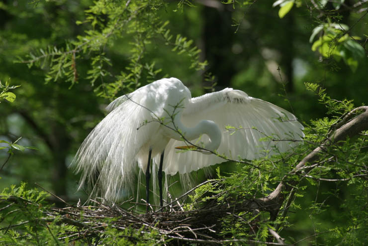 egret on nest.jpg