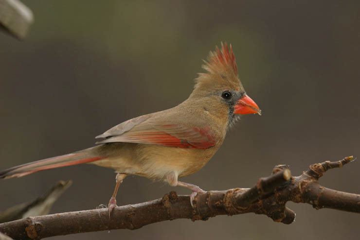 female cardinal.jpg