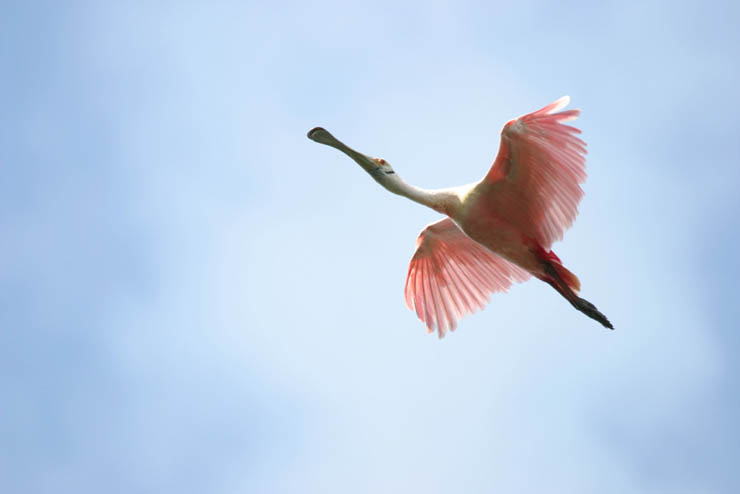 flying spoonbill.jpg