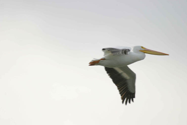 white pelican.jpg