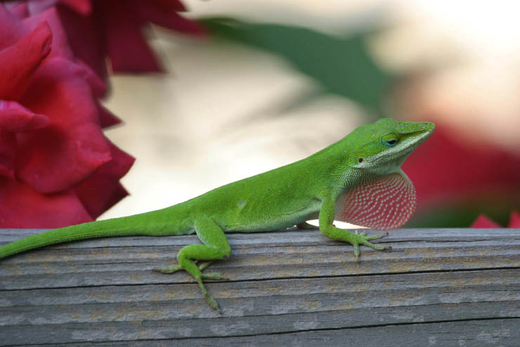 anole.jpg