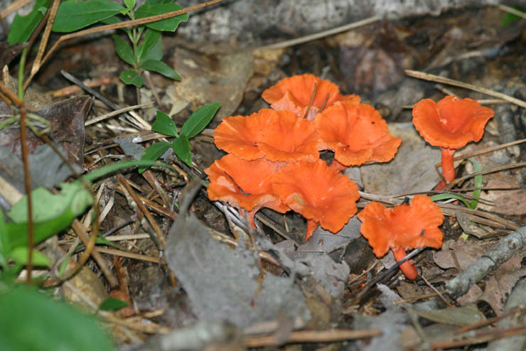 orange fungi.jpg