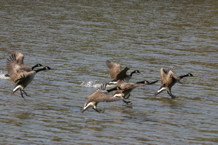 geese landing.jpg