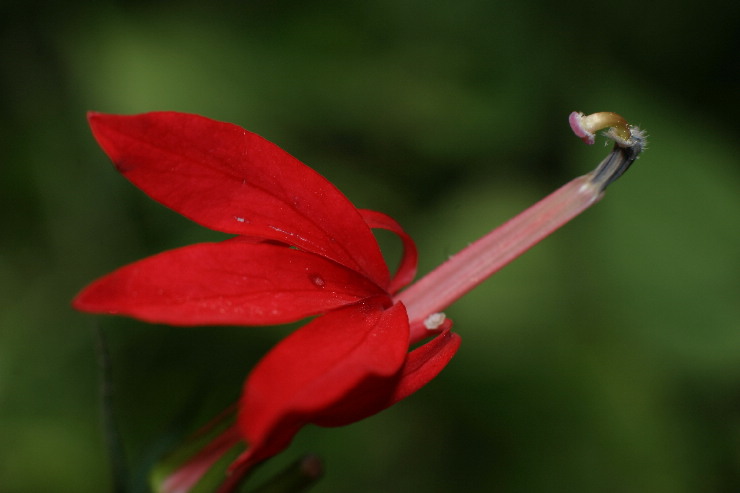 cardinal flower.JPG