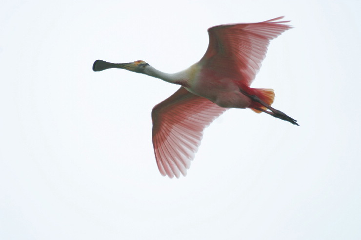 spoonbill profile.jpg