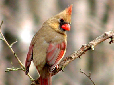 cardinal1.jpg