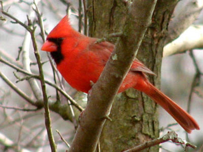 cardinal2.jpg