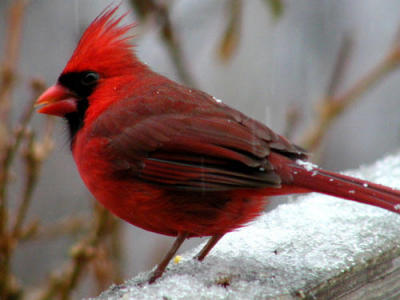 cardinal4.jpg