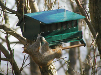 squirel10.jpg