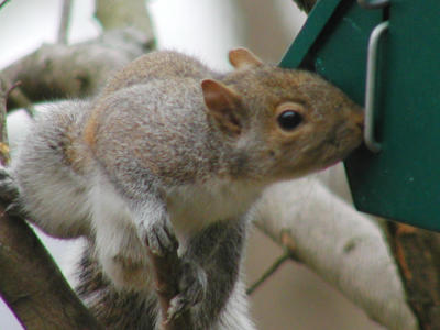 squirel4.jpg