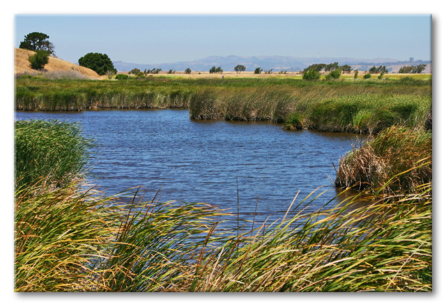Wetlands