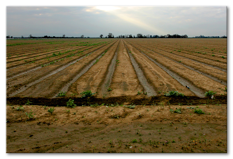 Endless rows