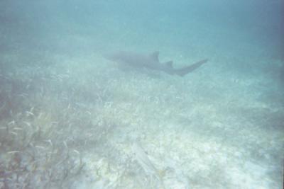 Snorkeling at Shark Ray Alley