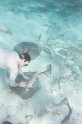 Snorkeling at Shark Ray Alley