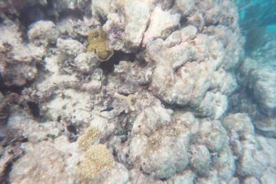 Snorkeling off Barrier Reef