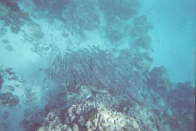 Snorkeling off Barrier Reef