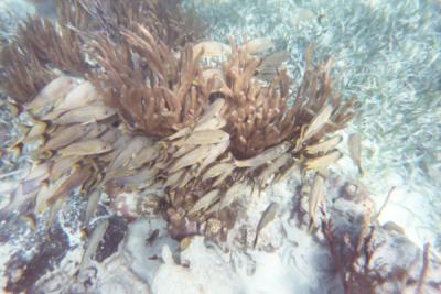 Snorkeling off Barrier Reef