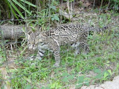 Ocelot at the Belize Zoo